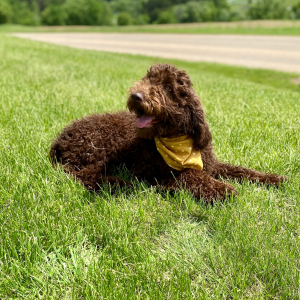 Poodle Puppy Carina