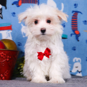 Maltese Puppy Dax