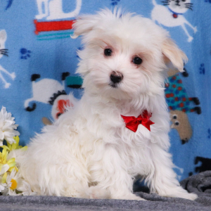 Maltese Puppy Dax
