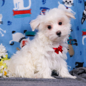 Maltese Puppy Dax