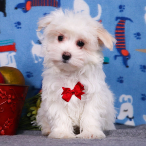 Maltese Puppy Dax