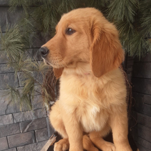 Golden Retriever Puppy Ember