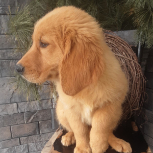 Golden Retriever Puppy Ember