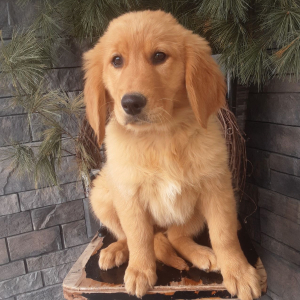 Golden Retriever Puppy Ember