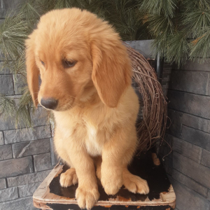 Golden Retriever Puppy Ember