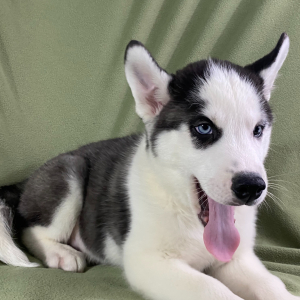 Siberian Husky Puppy Ben