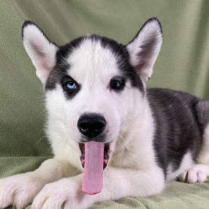 Siberian Husky Puppy Ben