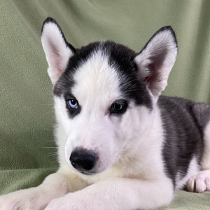 Siberian Husky Puppy Ben