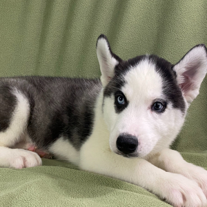Siberian Husky Puppy Ben