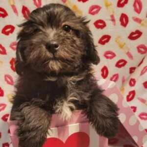 Shihpoo Puppy Paxton
