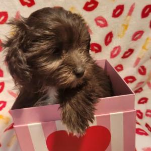 Shihpoo Puppy Paxton