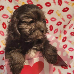 Shihpoo Puppy Paxton