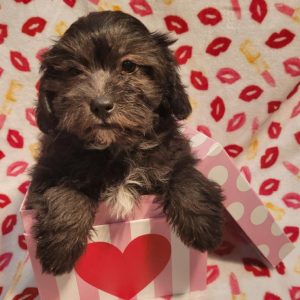 Shihpoo Puppy Paxton