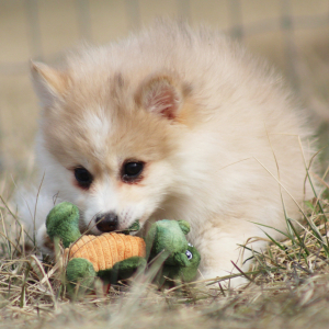 Pomsky Puppy Yale