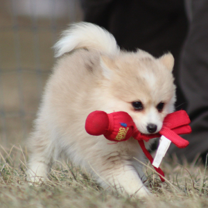 Pomsky Puppy Yale