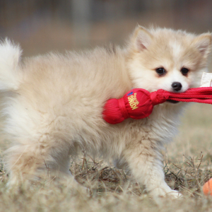 Pomsky Puppy Yale