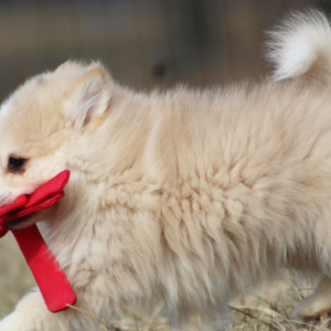 Pomsky Puppy Yale
