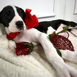 Great Dane Puppy Beauty