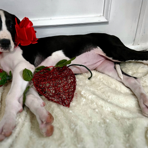 Great Dane Puppy Beauty