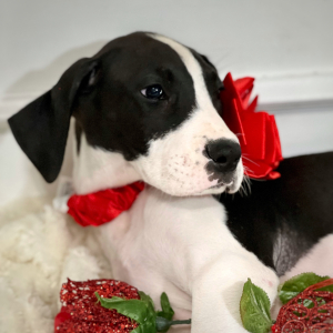 Great Dane Puppy Beauty