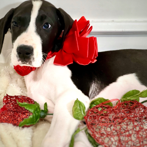 Great Dane Puppy Beauty