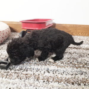 Labradoodle Puppy Gavin
