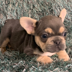 French Bulldog Puppy Tanner