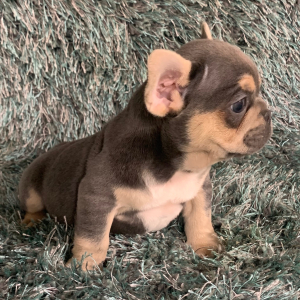 French Bulldog Puppy Tanner
