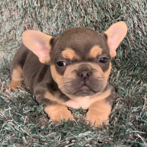 French Bulldog Puppy Tanner