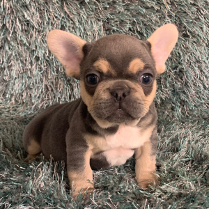French Bulldog Puppy Tanner
