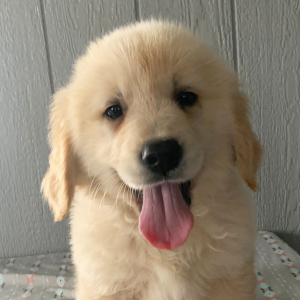 Golden Retriever Puppy Isaac