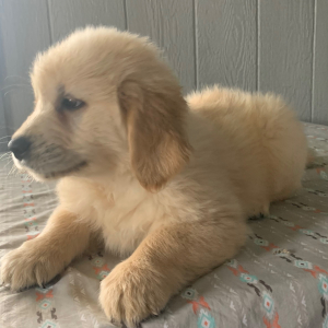 Golden Retriever Puppy Isaac