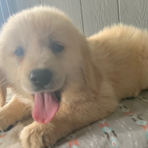 Golden Retriever Puppy Isaac