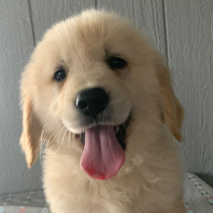 Golden Retriever Puppy Isaac