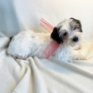 Yorkshire Terrier Puppy Pepi