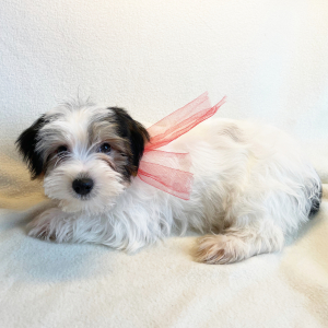 Yorkshire Terrier Puppy Pepi