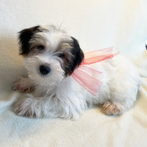 Yorkshire Terrier Puppy Pepi