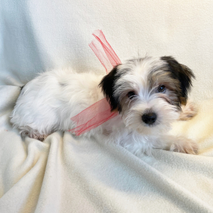Yorkshire Terrier Puppy Pepi