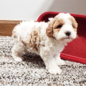 Labradoodle Puppy Ronnie