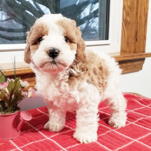 Labradoodle Puppy Ronnie