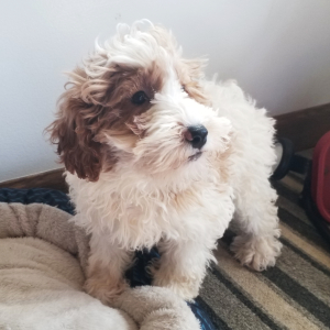 Labradoodle Puppy Ronnie