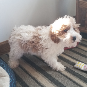 Labradoodle Puppy Ronnie