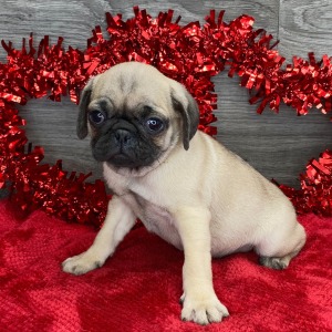 Pug Puppy Ken