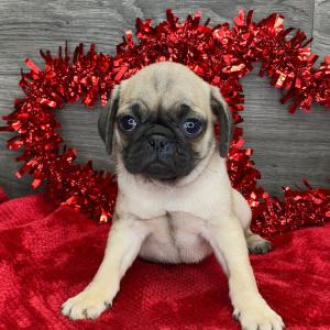 Pug Puppy Ken