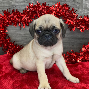 Pug Puppy Ken
