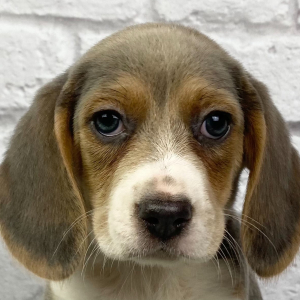 Beagle Puppy Maximus