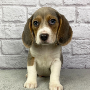 Beagle Puppy Maximus