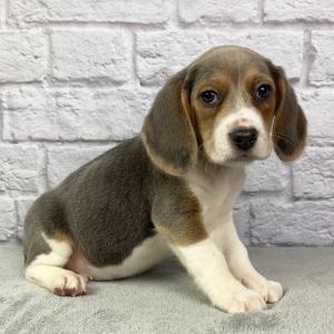 Beagle Puppy Maximus