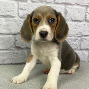 Beagle Puppy Maximus