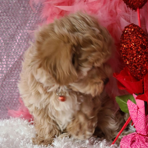 Maltipoo Puppy Willow